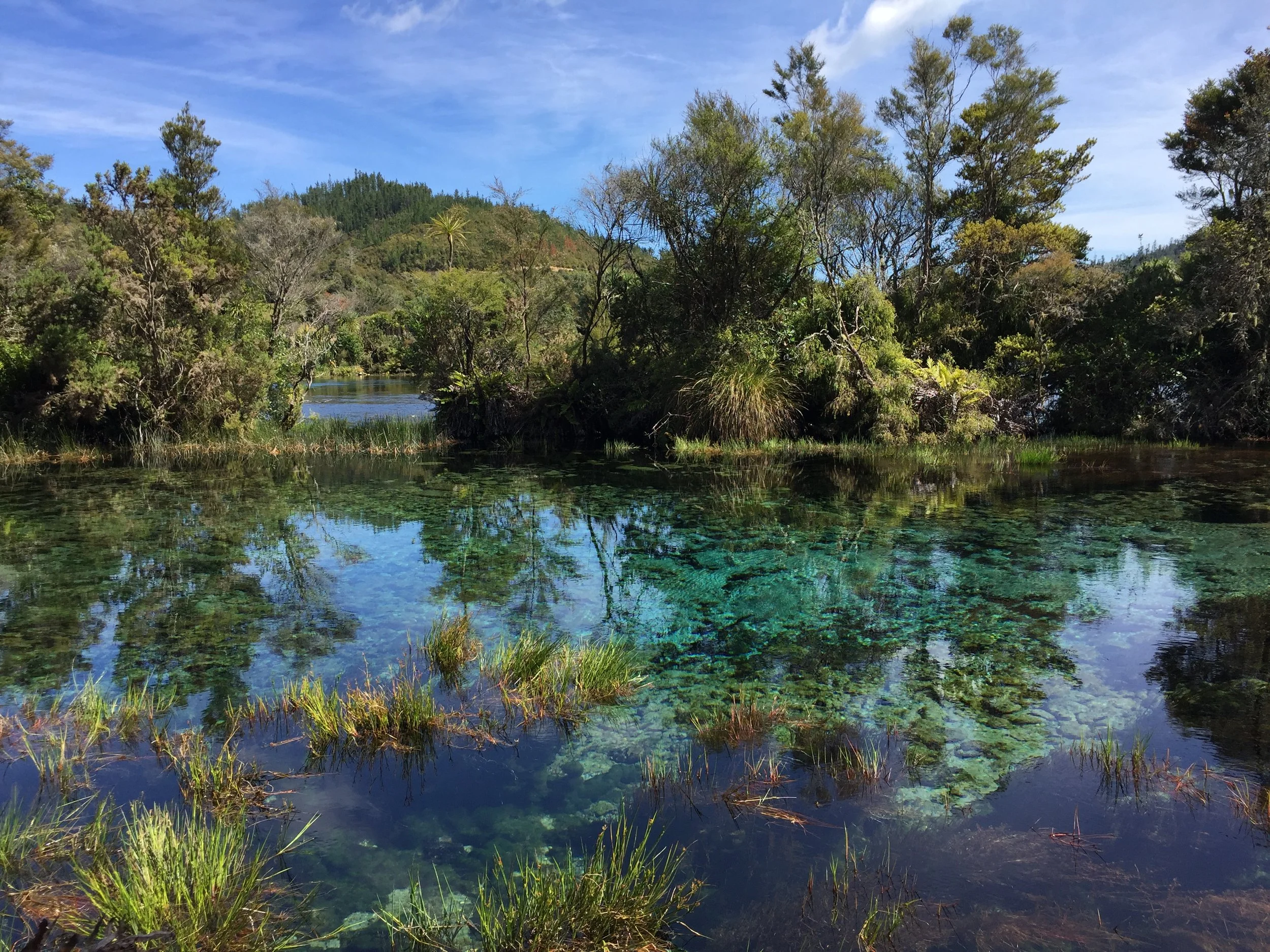 Some of the clearest water in the World - Pupu Springs