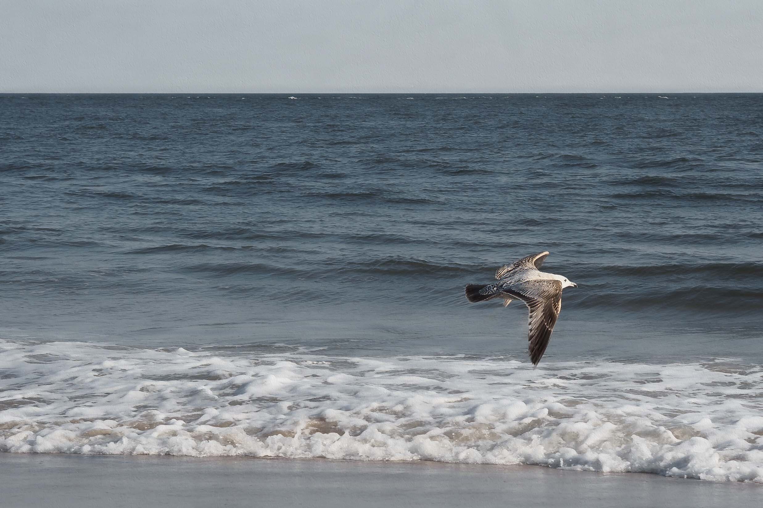 Coney Island.jpg