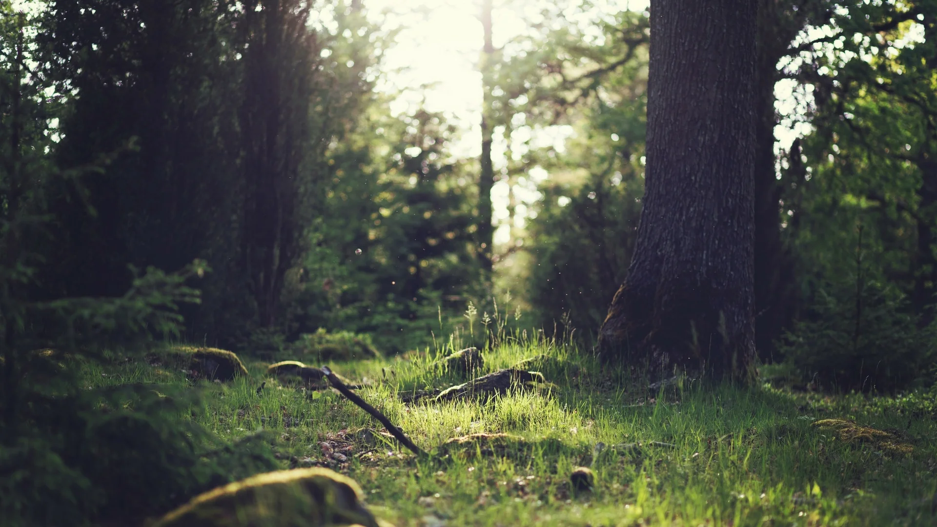 Untitled design-6.jpg