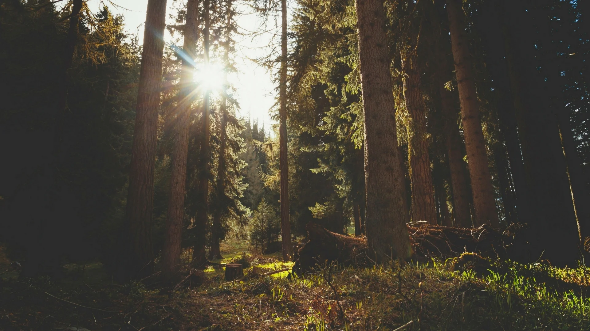 Untitled design-3.jpg