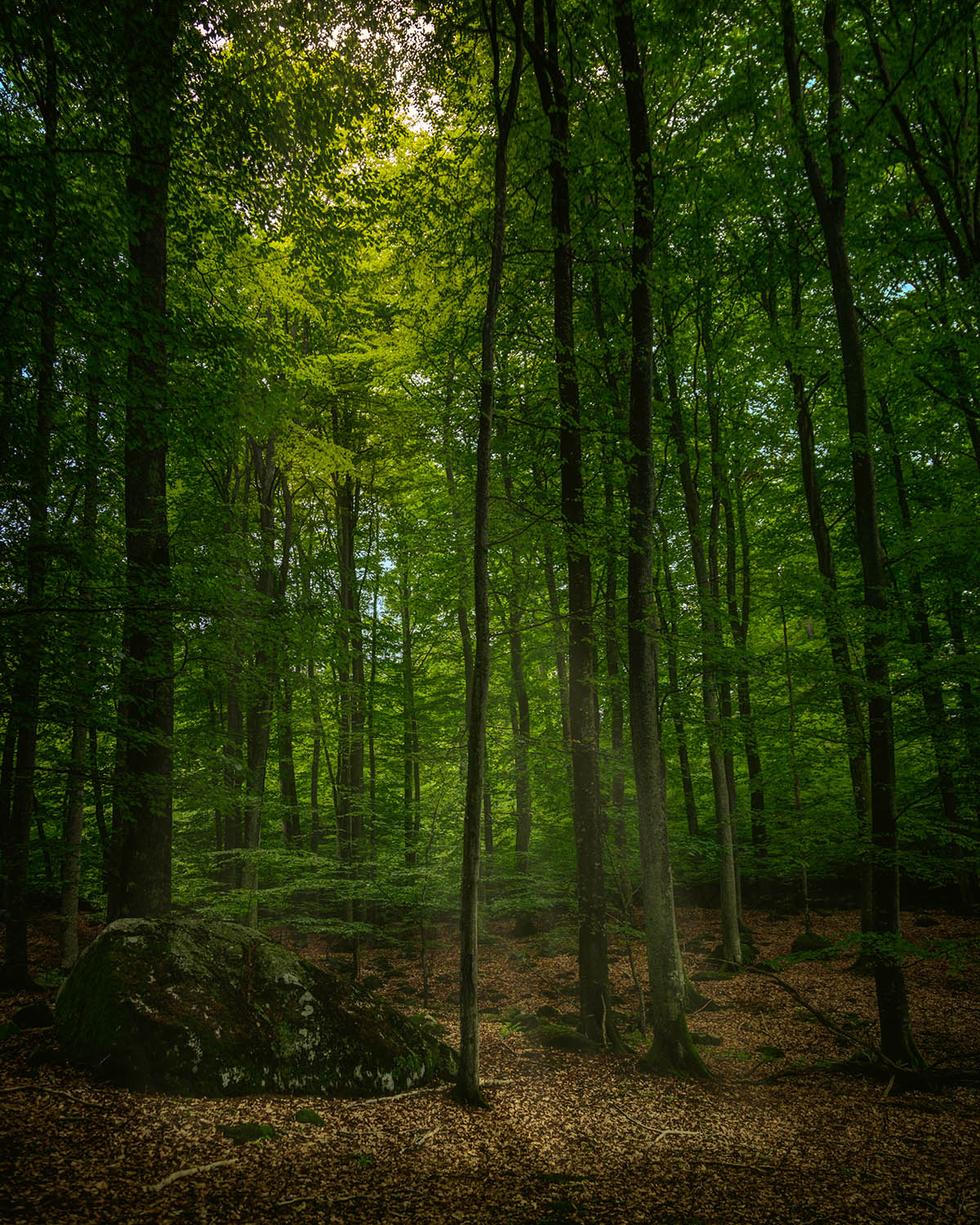 Deep in the Beech Forest.jpg