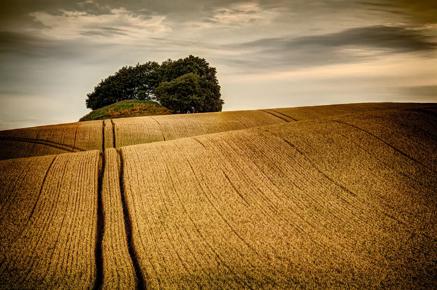 Early morning in the fields.jpg