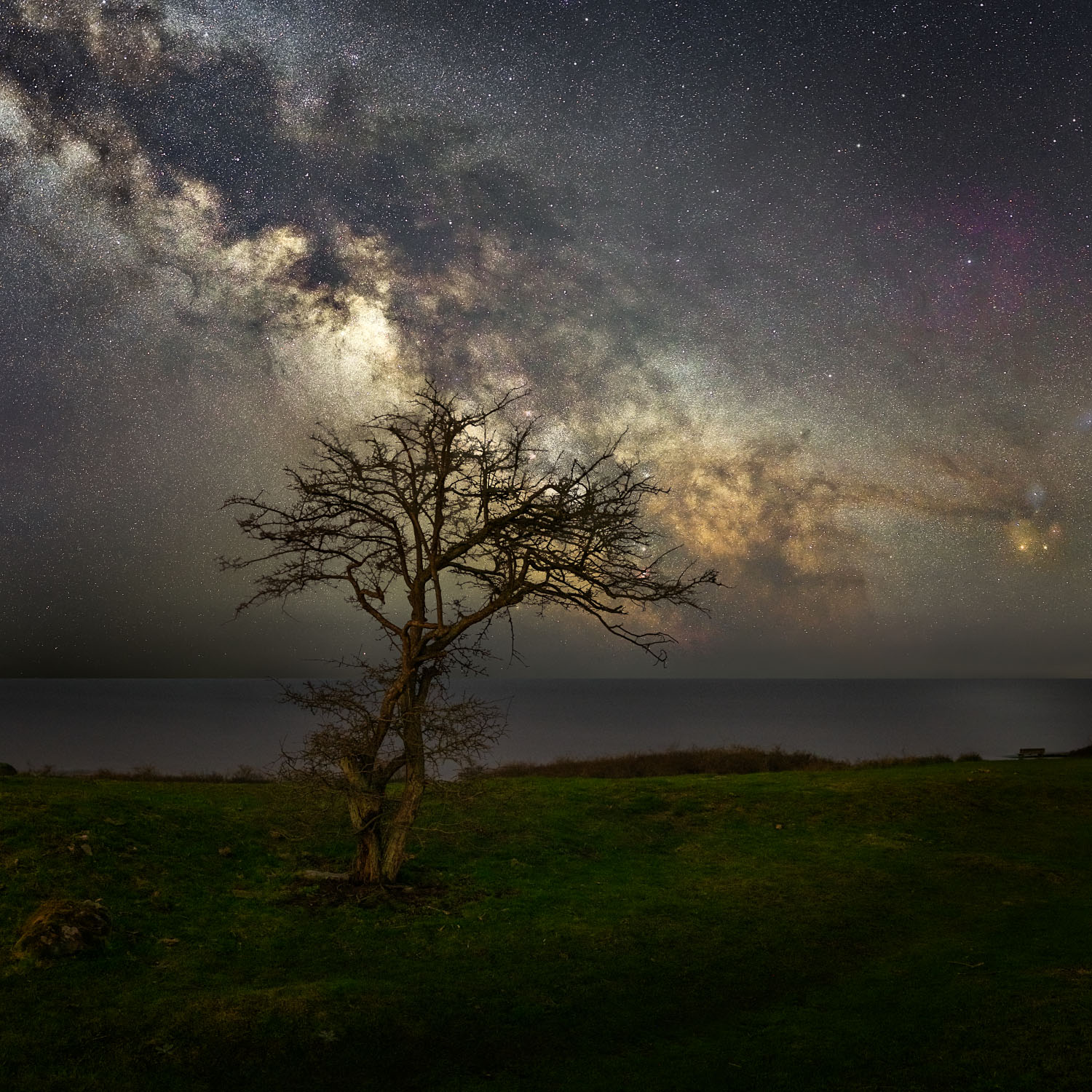 Hawthorn
