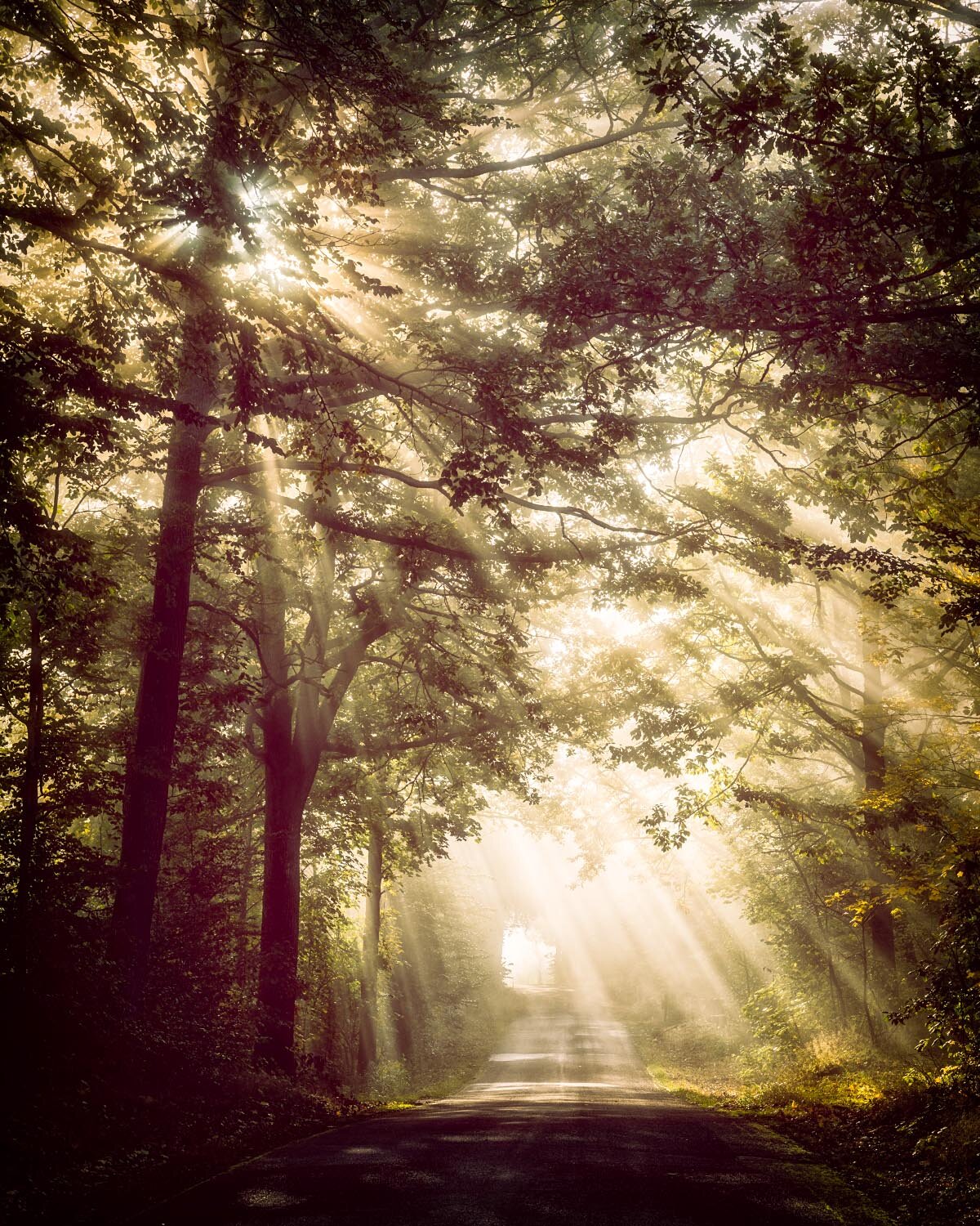 Morning Sun