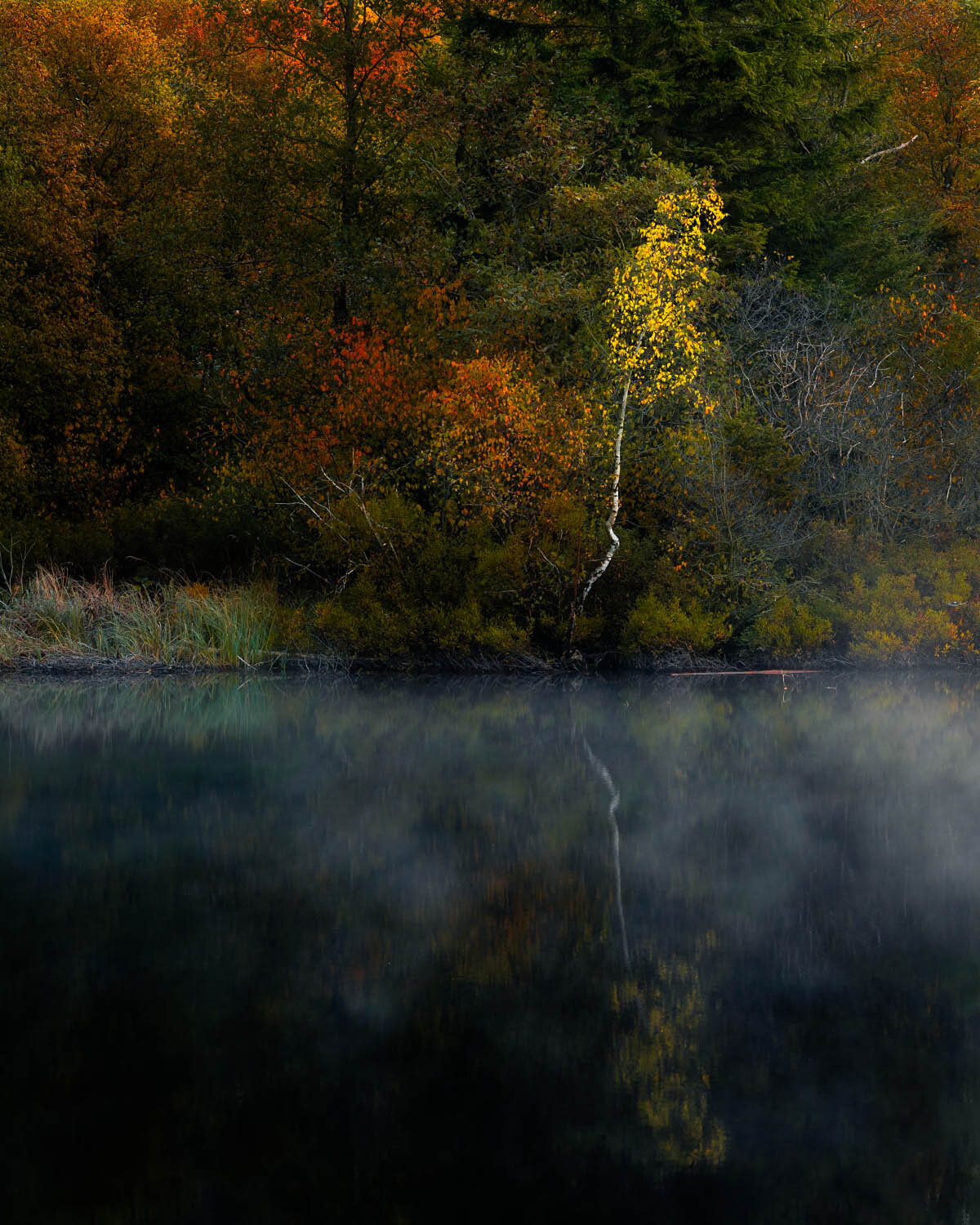 The Little Birch That Glowed