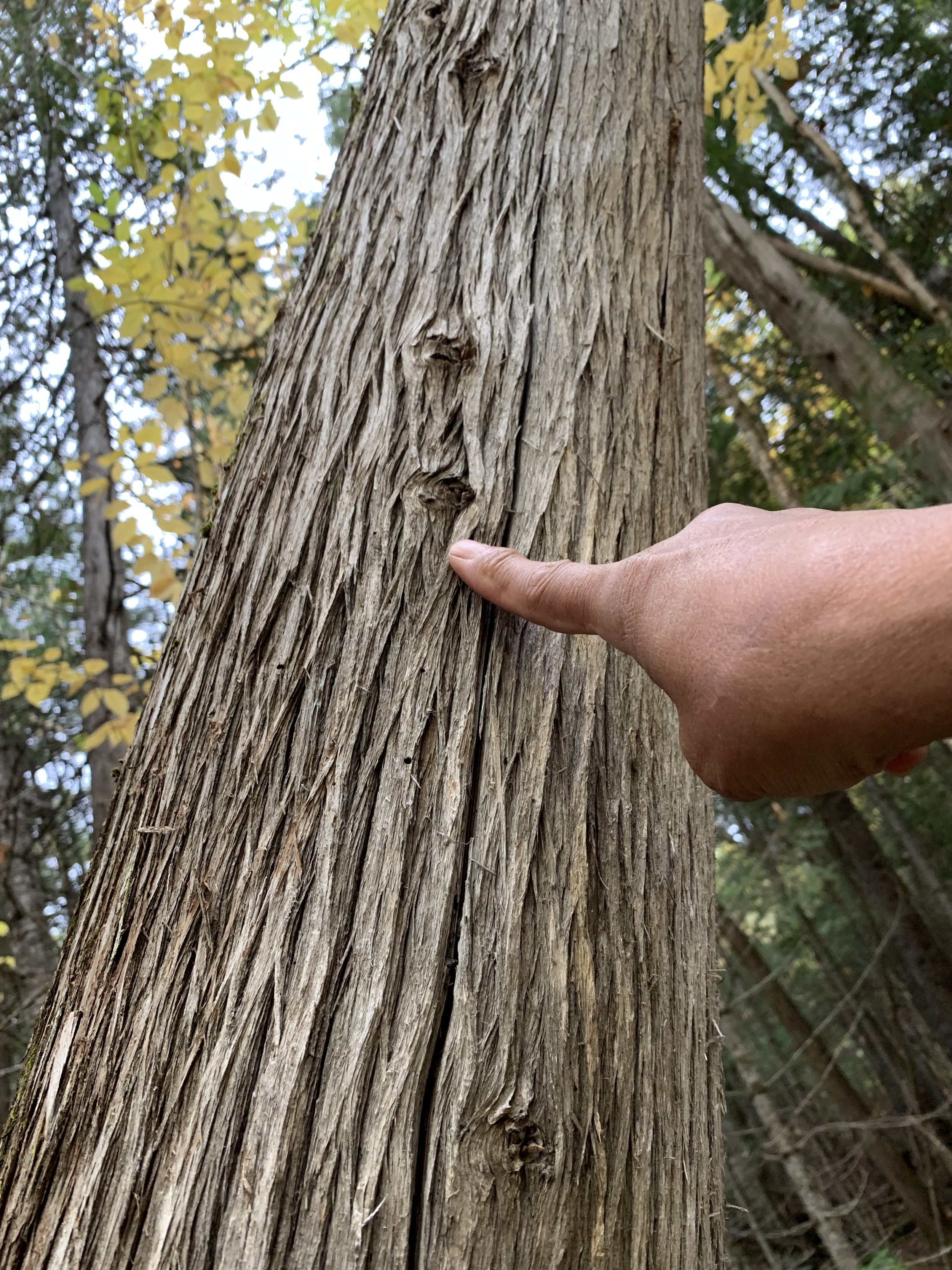 Making a Traditional Mi'kmaq Sweetgrass Flute with David Lone Bear