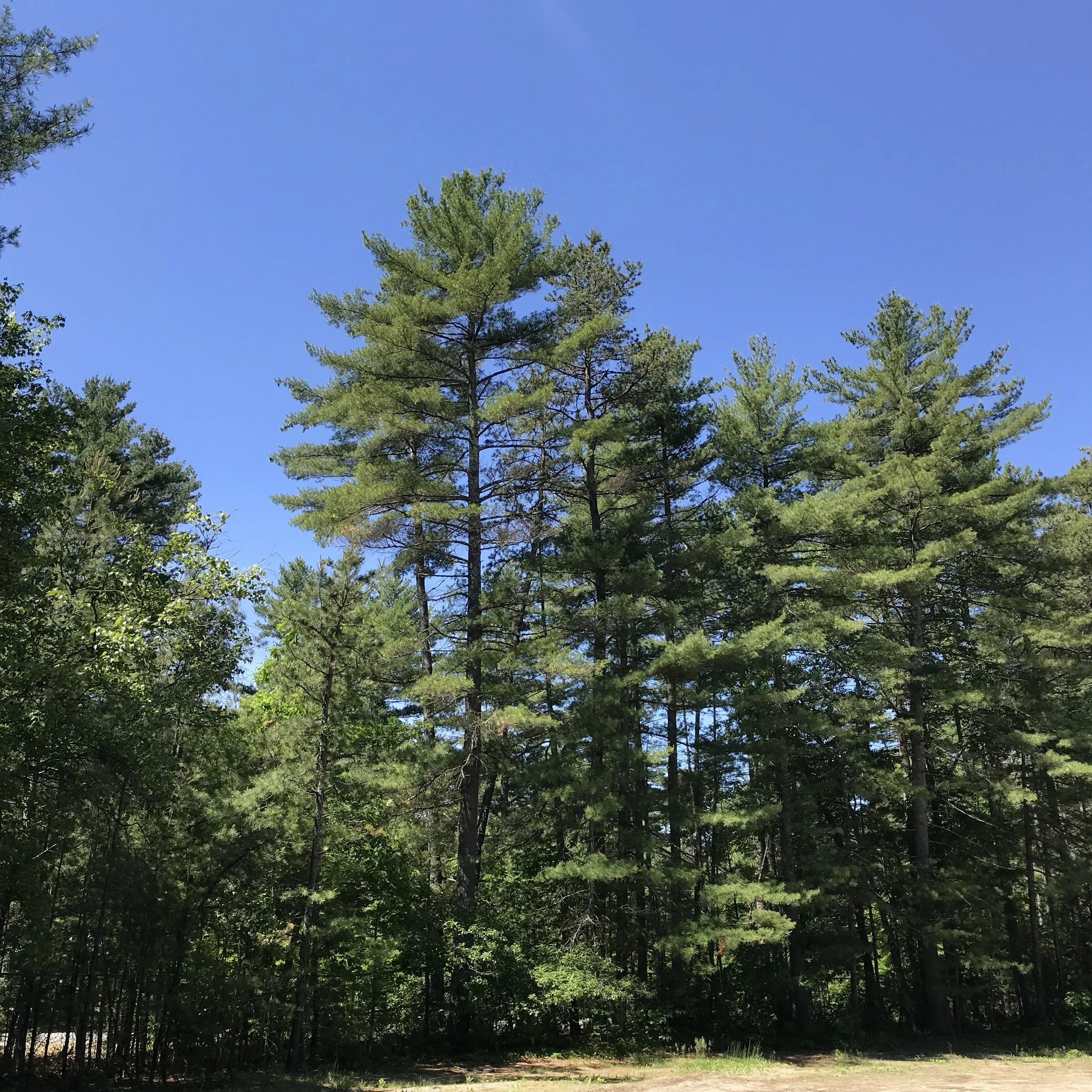 I took this picture when I arrived back at my truck. There’s not much that beats this time of year in NH.