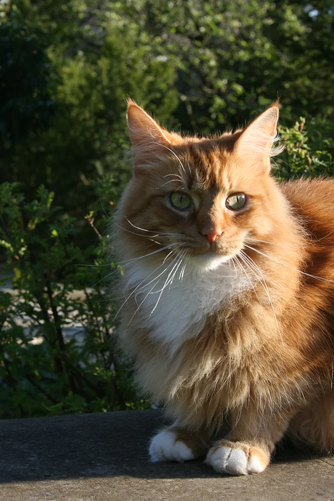 Garden28.jpg