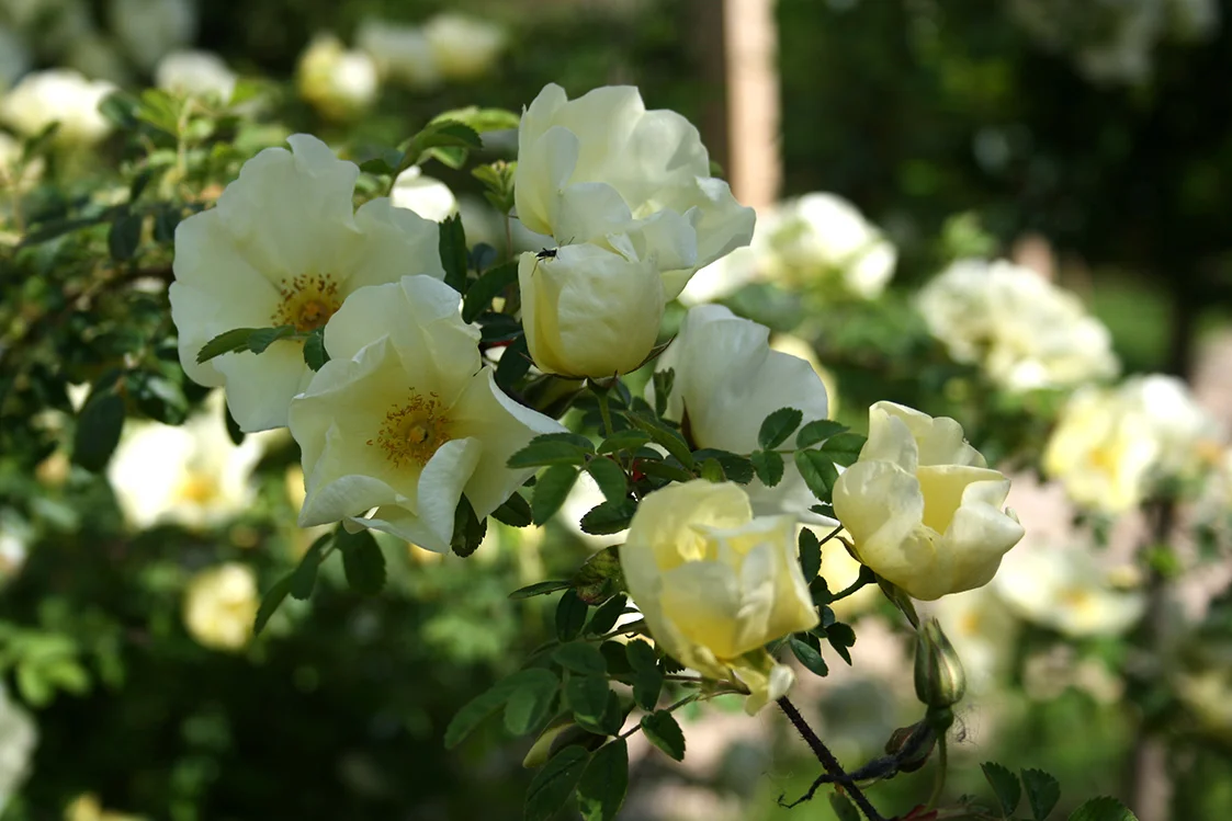 Garden29.jpg