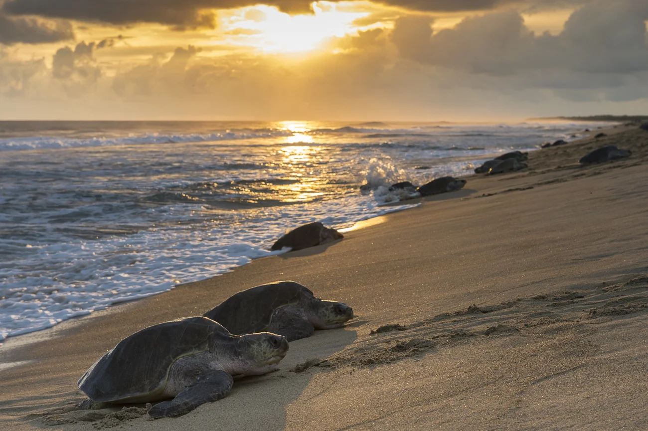 18 Playa La Escobilla, Santa María Tonameca, Oaxaca. La arribazón de tortugas golfina (Lepidochelys Olivacea) más copiosa de la temporada suele ser en septiembre, llegando al rededor de 150,000 a desovar. Nacen alrededor de 50 millones de crías al año pero solo el 3 % llega a la edad adulta.