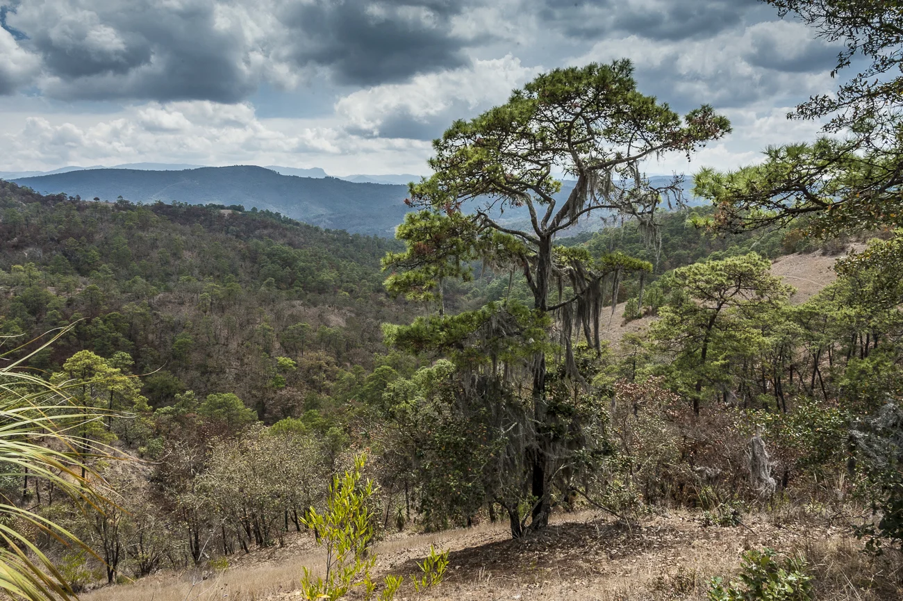 12 La región de la Cañada, al igual que el resto de las regiones del estado de Oaxaca, cuenta con la bendición de los dioses que le proporcionaron una accidentada orografía y una variedad de microclimas que hacen de su flora y fauna una gran riqueza biodiversa envidiable. 