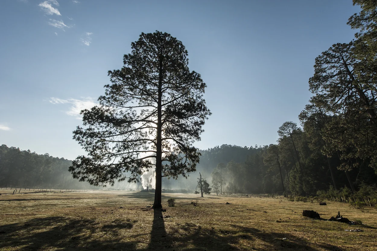 México se posiciona en cuarto lugar a nivel mundial con relación a su potencial geotérmico, debido a la intensa actividad tectónica y volcánica de algunas zonas del país. CFE ha desarrollado importantes centrales geotermoeléctricas en los Estados de Baja California, Baja California Sur, Jalisco, Michoacán y Puebla. Campo Geotérmico Los Azufres, Michoacán.