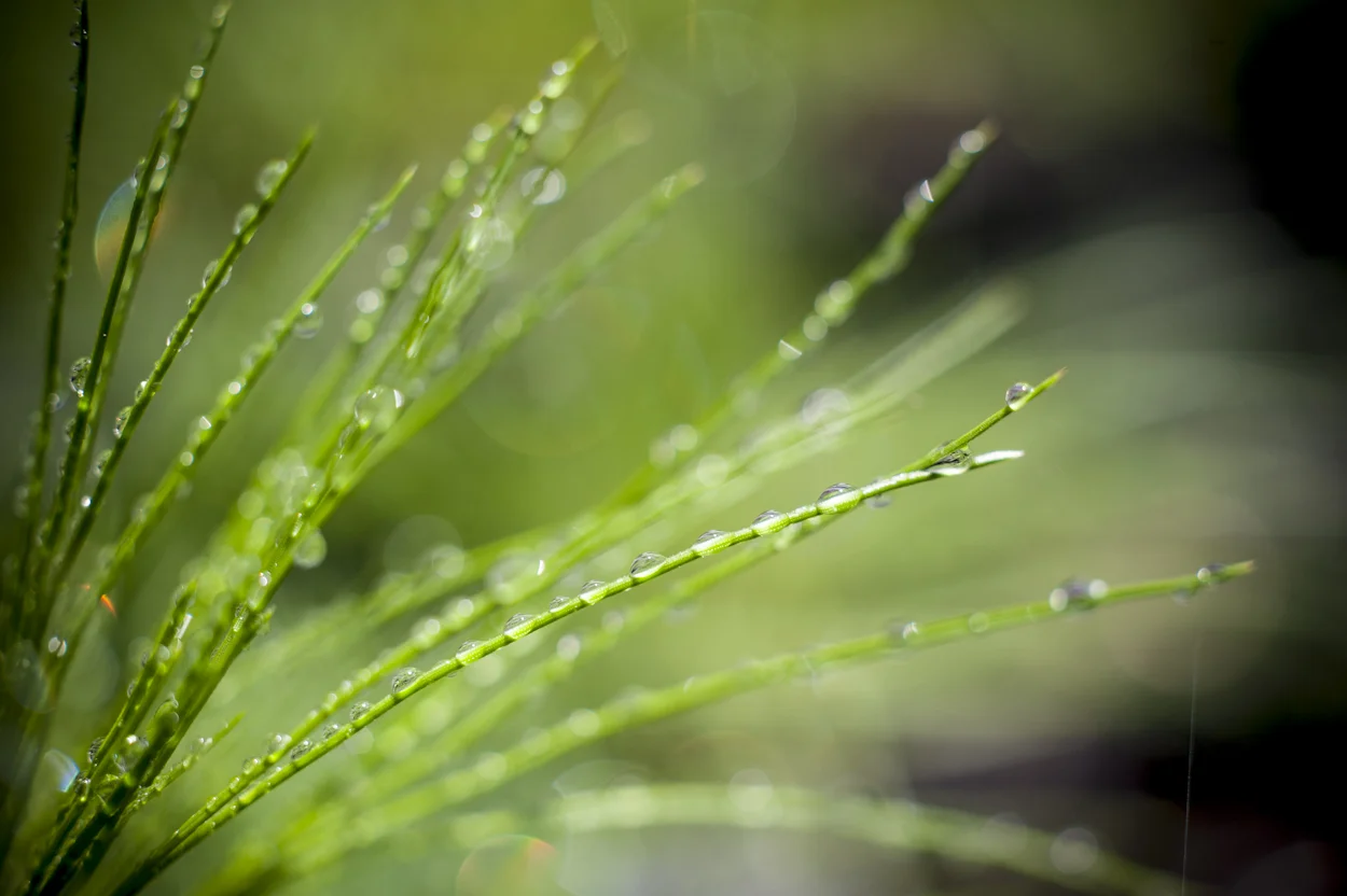 CFE promueve permanentemente la conservación de los recursos naturales. Para la reforestación de la zona geotérmica de Los Azufres en Michoacán, utiliza especies nativas como el pino lacio ( Pinus pseudostrobus) , con grandes beneficios ambientales. Vivero e invernadero de CFE, Los Azufres, Michoacán.