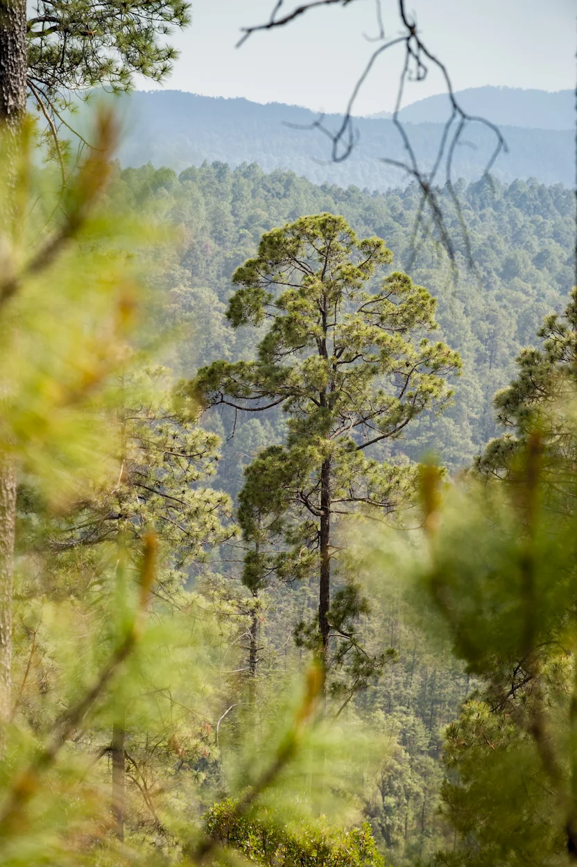 CFE produce en sus viveros especies nativas de las zonas donde opera, como el Ocote (Pinus montezumae) de los bosques de Michoacán , contribuyendo a crear hábitats para la flora y fauna silvestres. Los Azufres, Michoacán.