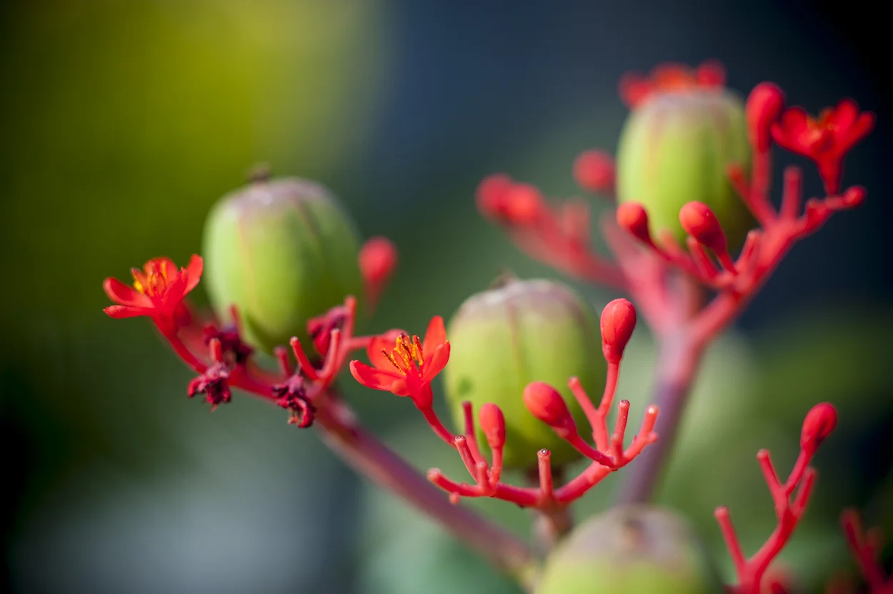 CFE apoyó en Oaxaca la creación del jardín botánico “Pabellón de las Orquídeas Ye’tsil”, que en zapoteco significa “flor que destella”. Las orquídeas han colonizado casi todos los ecosistemas y forman una de las familias más diversas del reino vegetal. Jardín botánico “Pabellón de las Orquídeas Ye’tsil”, Oaxaca.