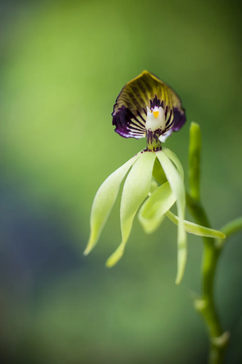 CFE contribuye al conocimiento y la educación sobre la conservación de la flora silvestre de Oaxaca, particularmente de las orquídeas nativas de la región, para lo cual apoyó la creación del jardín botánico del Valle de Oaxaca. Jardín botánico “Pabellón de las Orquídeas Ye’tsil”, Oaxaca.