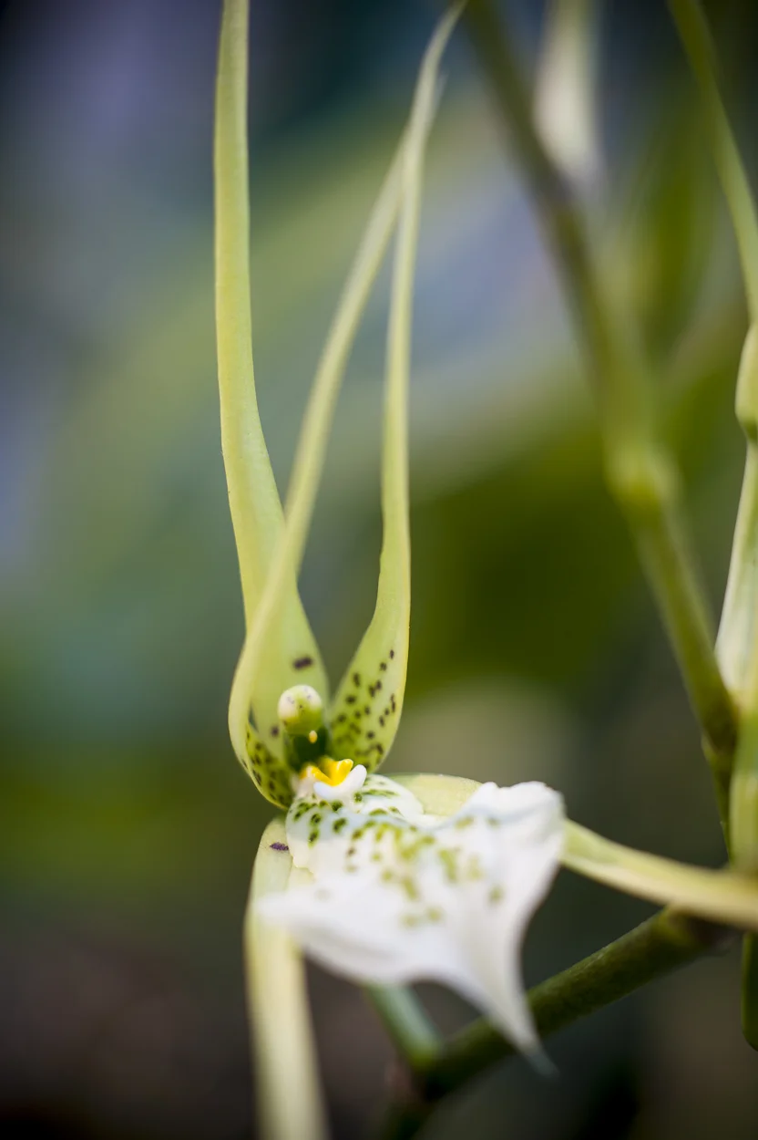 En el jardín botánico “Pabellón de las Orquídeas” en Oaxaca, creado con apoyo de CFE, se conservan y cultivan diferentes plantas, entre ellas diversas especies de orquídeas y bromelias. Jardín botánico “Pabellón de las Orquídeas Ye’tsil”, Oaxaca.