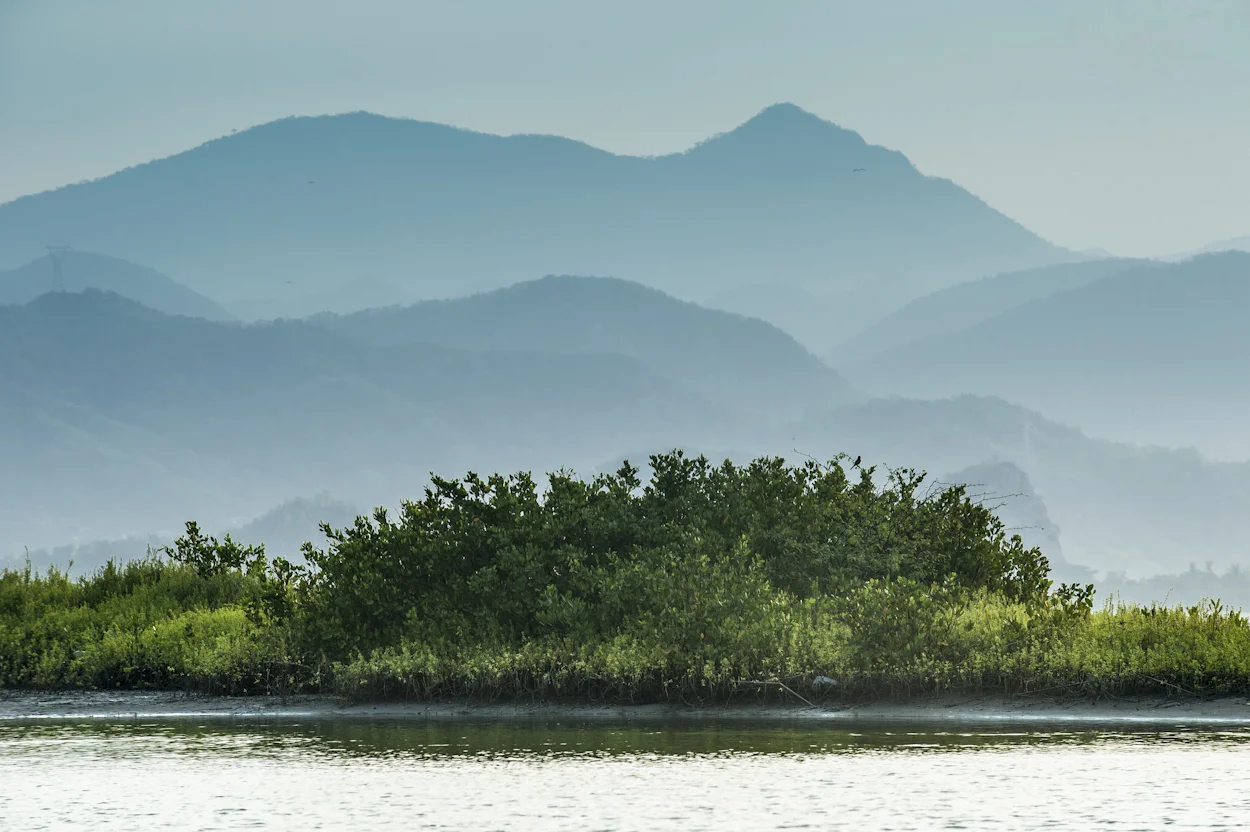 Derivado de la construcción de la Terminal de Gas Natural Licuado en Manzanillo, Colima, CFE realiza el programa de reforestación del manglar en el Sistema Lagunar de Cuyutlán, con lo cual contribuye a la protección de diversas especies de flora y fauna. Laguna de Cuyutlán, Manzanillo, Colima.