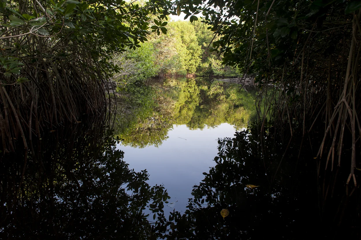 El programa de reforestación que realiza CFE derivado de la construcción de la Terminal de Gas Natural Licuado en Manzanillo, Colima, tiene como meta lograr en 2012 la recuperación de 40 hectáreas de mangle. Laguna de Cuyutlán, Manzanillo, Colima.