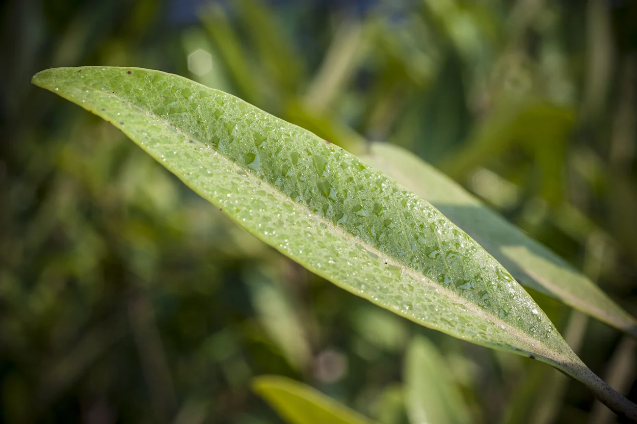 Los árboles de mangle utilizados en el programa de reforestación de CFE, derivado de la construcción de la Terminal de Gas Natural Licuado en Manzanillo, Colima, se cultivaron a partir de semillas y estacas obtenidas de poblaciones existentes en la Laguna de Cuyutlán. Laguna de Cuyutlán, Manzanillo, Colima.