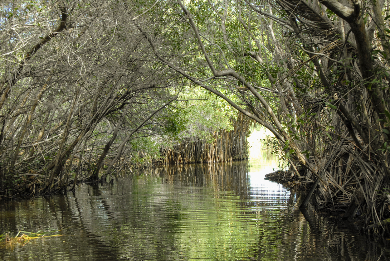 Para reproducir la diversidad genética de flora nativa en la Laguna de Cuyutlán en Colima, CFE realiza un programa de reforestación mediante la recolección de semillas y estacas que posteriormente son reintegradas a su hábitat original. Laguna de Cuyutlán, Manzanillo, Colima.
