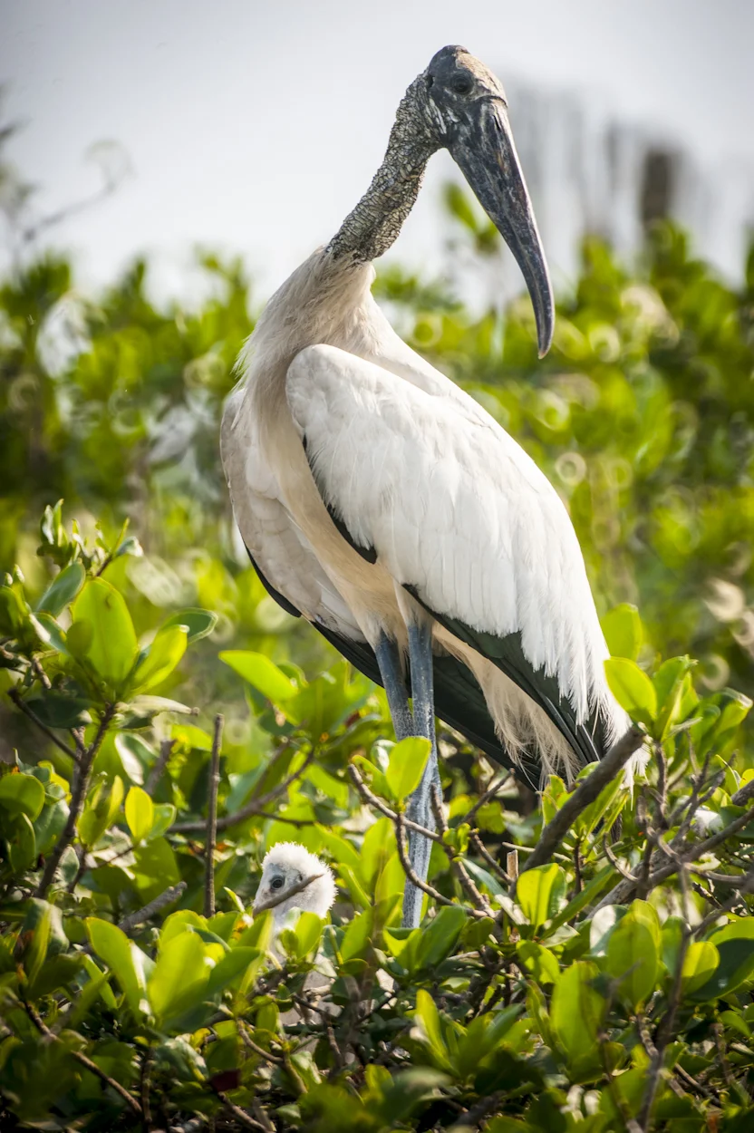 En el sitio cercano a la Terminal de Gas Natural Licuado de Manzanillo, CFE realiza acciones para conservar el hábitat de especies que anidan en el sitio, como la cigüeña (Mycteria americana) . Laguna de Cuyutlán, Manzanillo, Colima.
