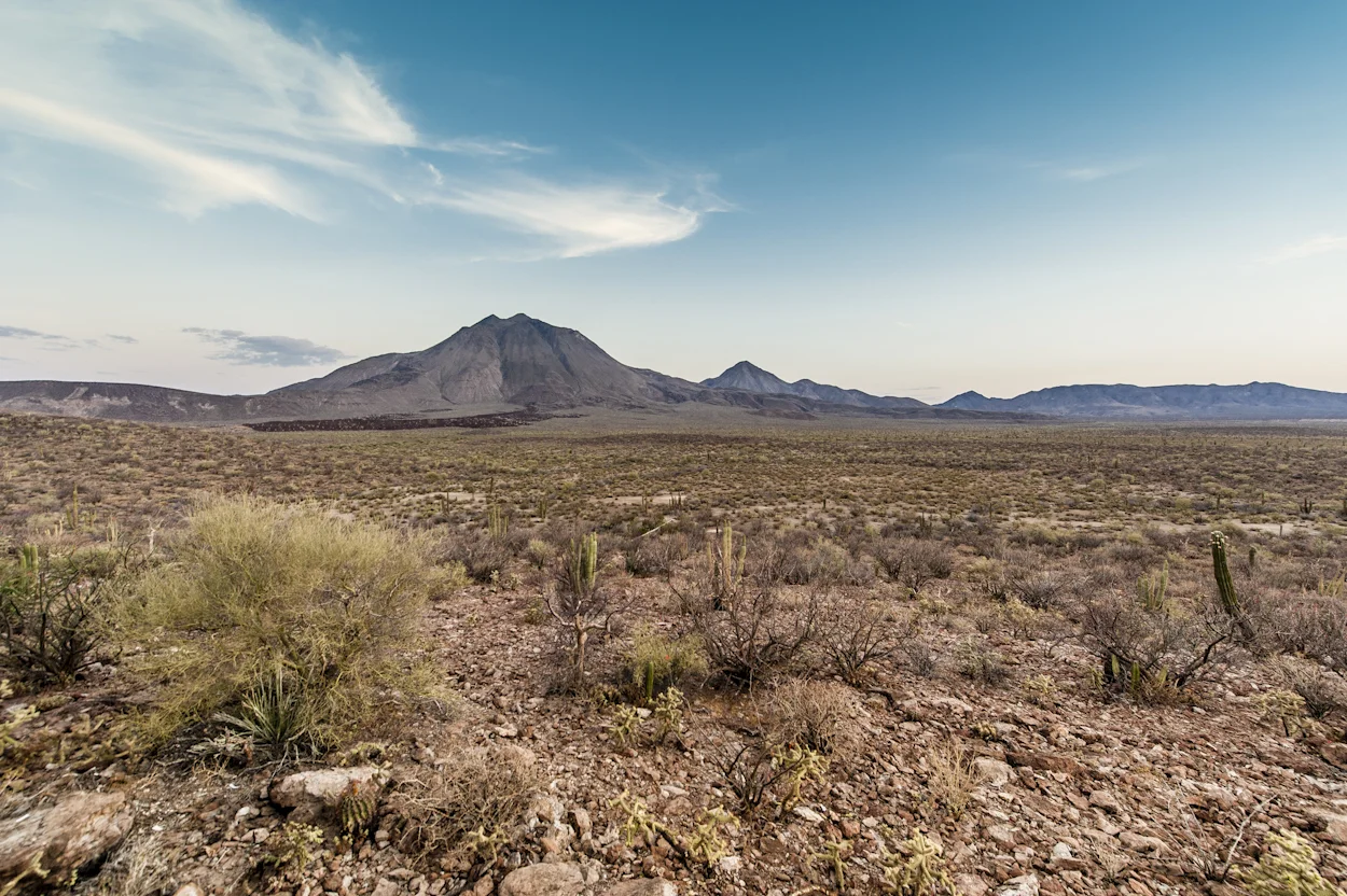 Las actividades de CFE en el Área Natural Protegida Reserva de la Biósfera El Vizcaíno, en el Estado de Baja California Sur, protegen la diversidad de su flora. La vegetación predominante es del tipo matorral xerófilo ( Sarco-crassicaule) . Reserva de la Biósfera El Vizcaíno, Baja California Sur.