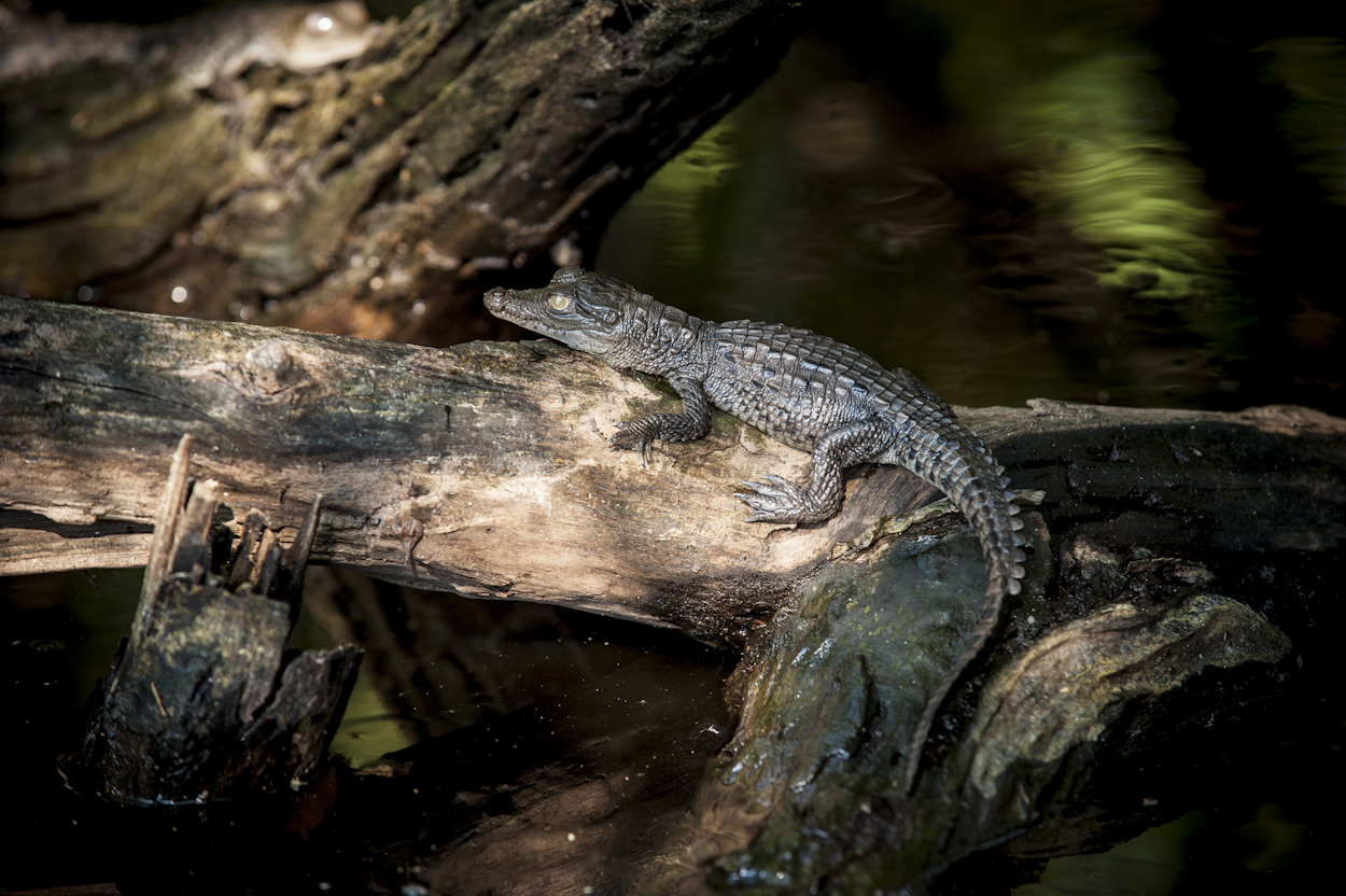 CFE realizó acciones para mantener en su hábitat natural al cocodrilo de río ( Crocodilus acutus), especie en peligro de extinción, durante la construcción de la presa El Cajón, en el Estado de Nayarit. Presa El Cajón, Nayarit.