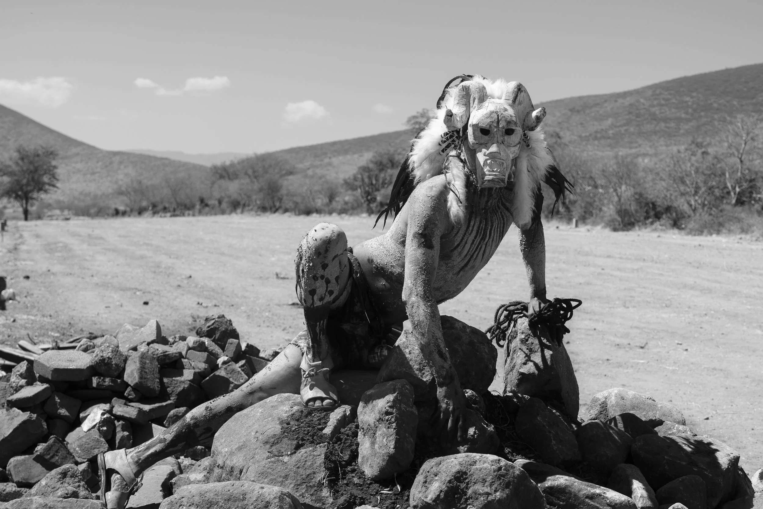   Cimarrón  en las rocas. 2019 