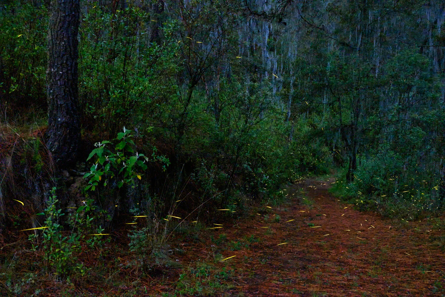   Luciernagas,  Santa Rita Tlahuapan, Puebla, México. 