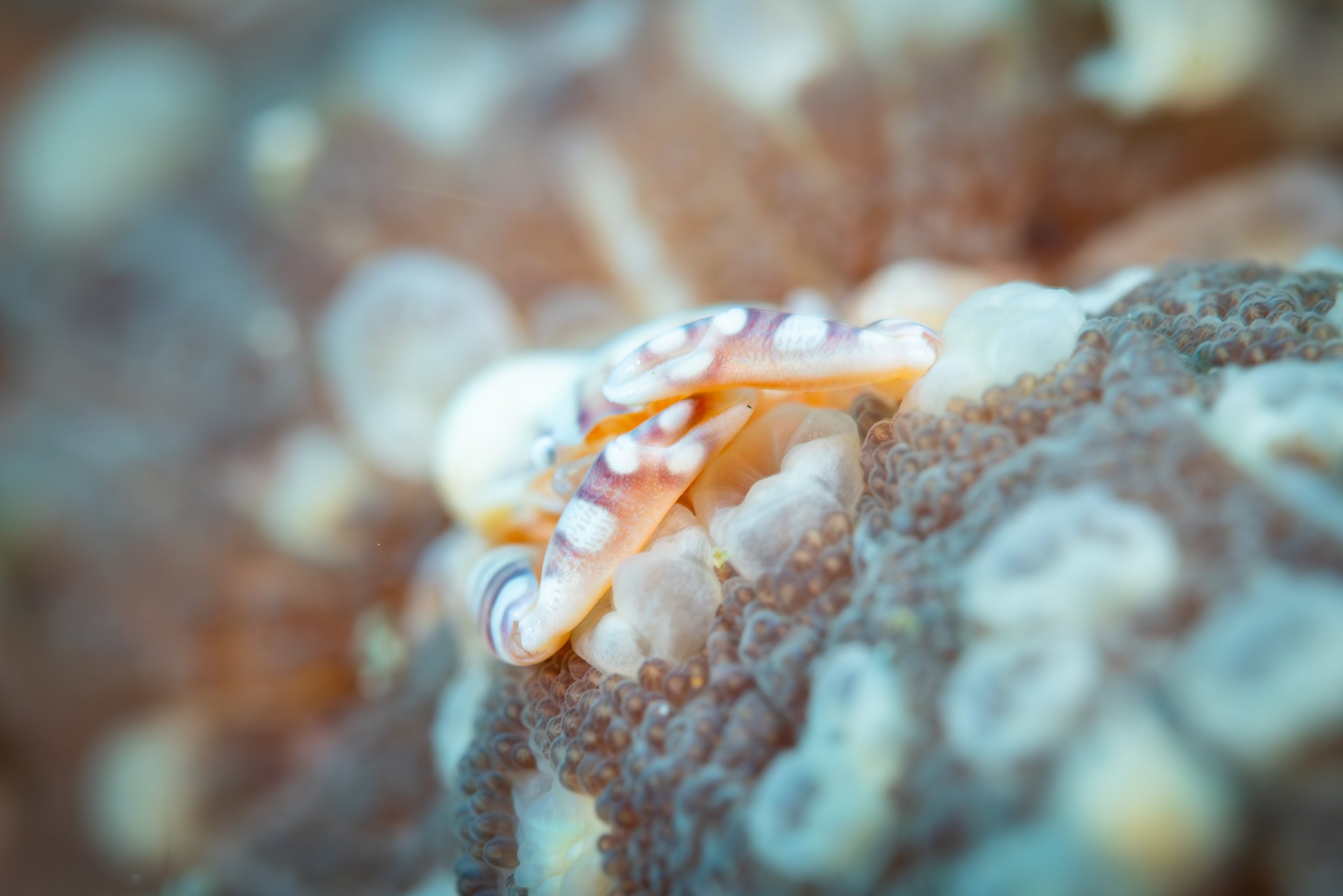 Anilao-Final-Small--27.jpg