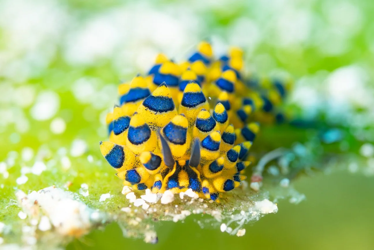 Anilao-Nudibranch(Web).jpg