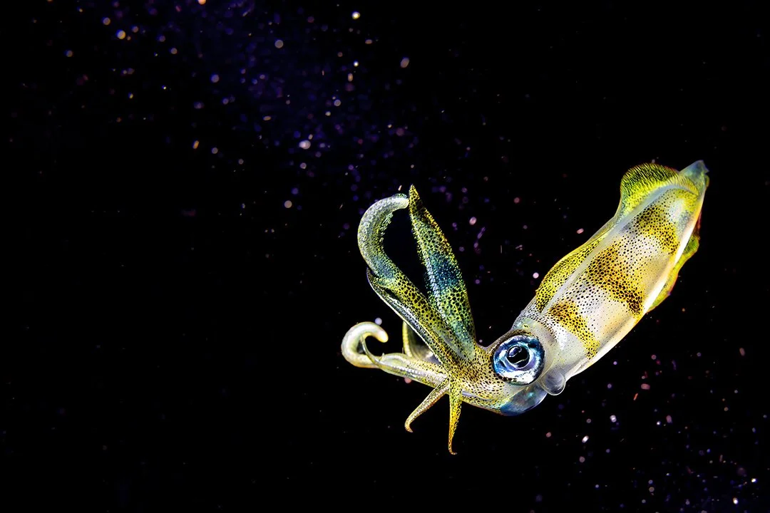 Anilao-Squid(Web).jpg