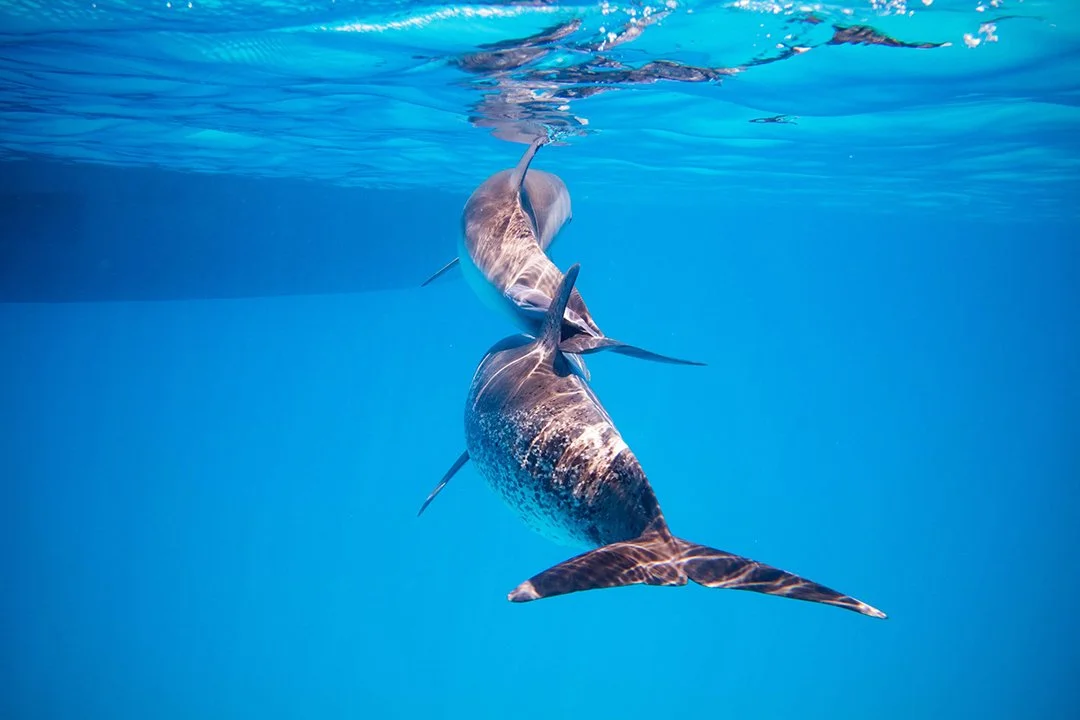 Bimini-Dolphins(Web).jpg