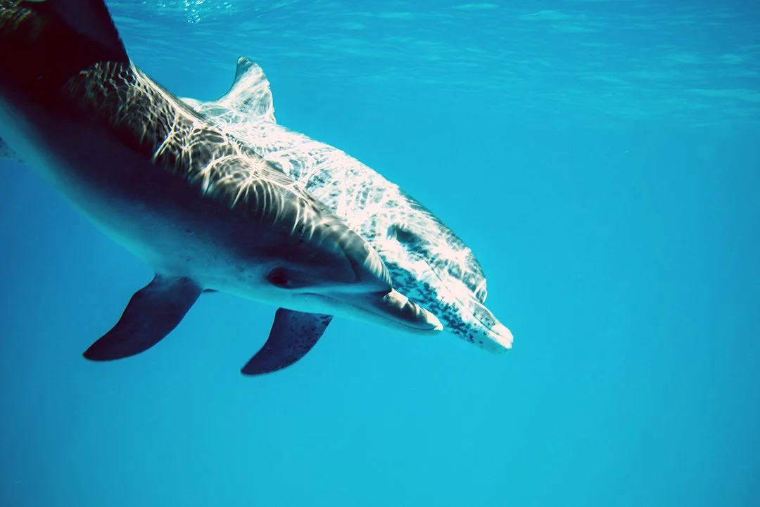 Bimini-Dolphins2(Web).jpg