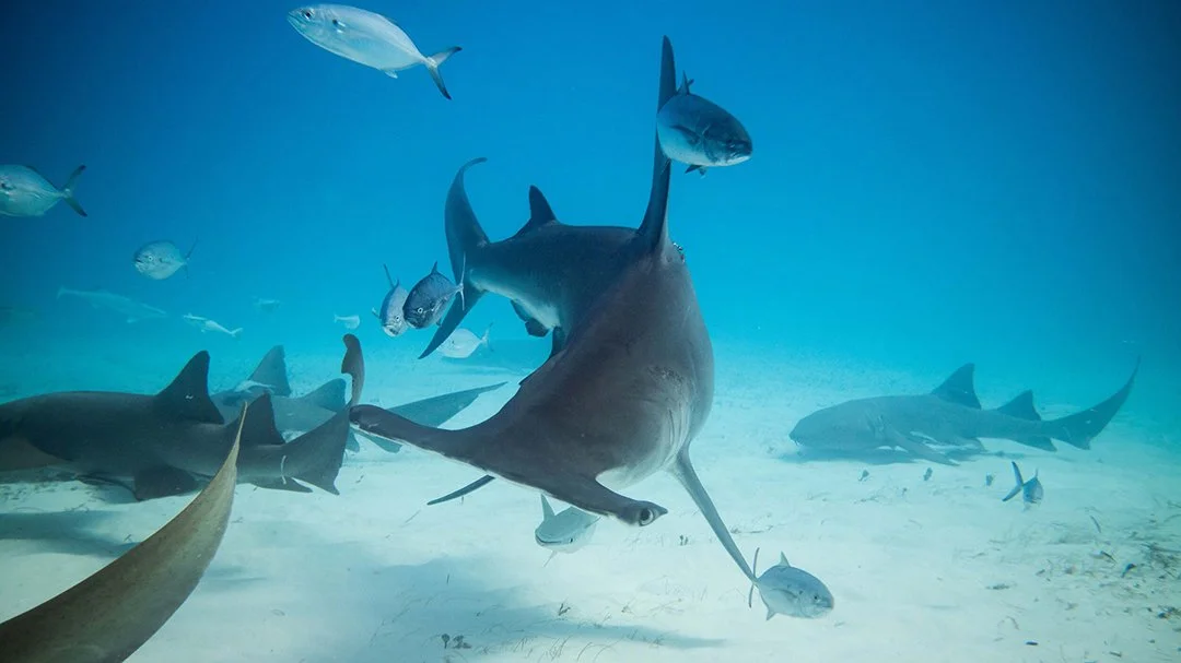 Bimini-Hammerhead(Web).jpg