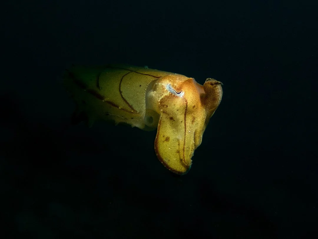 Lembeh-Cuttlefish(Web).jpg