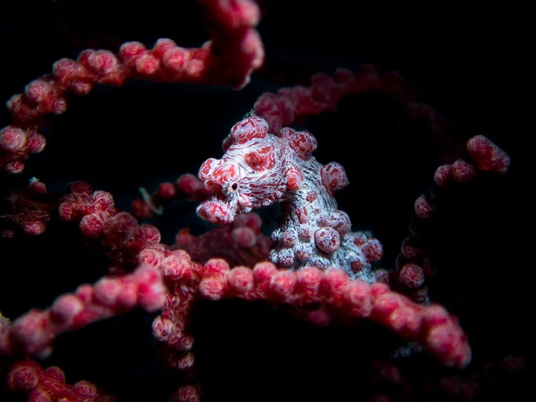 Lembeh-PygmySeahorse(Web).jpg