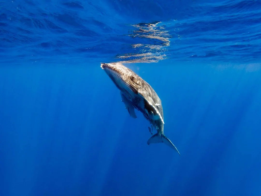 Tonga-Humpback-Calf(Web).jpg