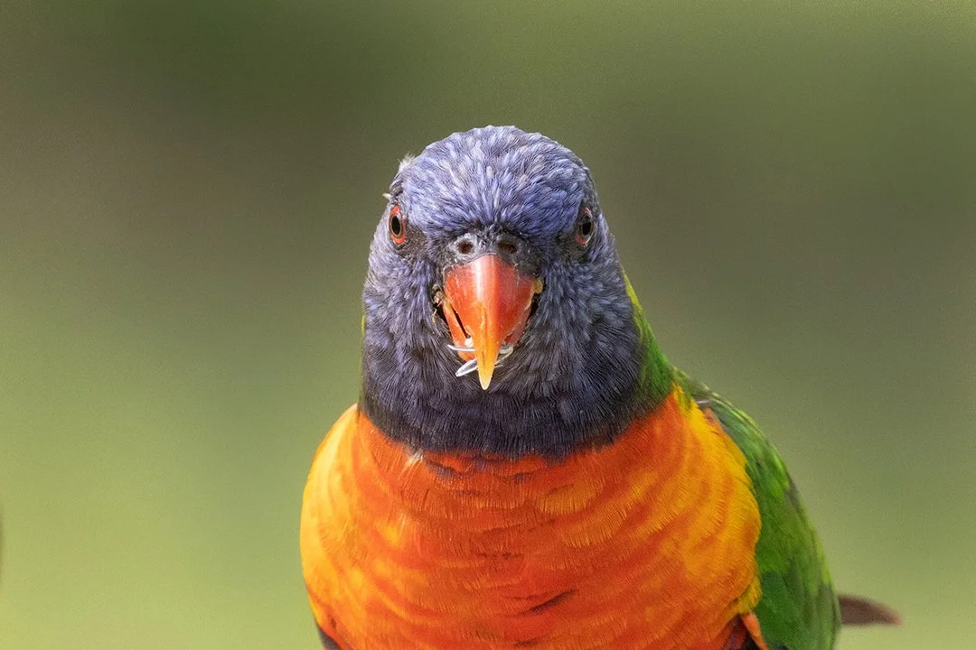 Australia-RainbowLorikeet(Web).jpg