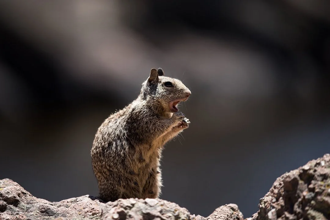 California-Squirrel(Web).jpg