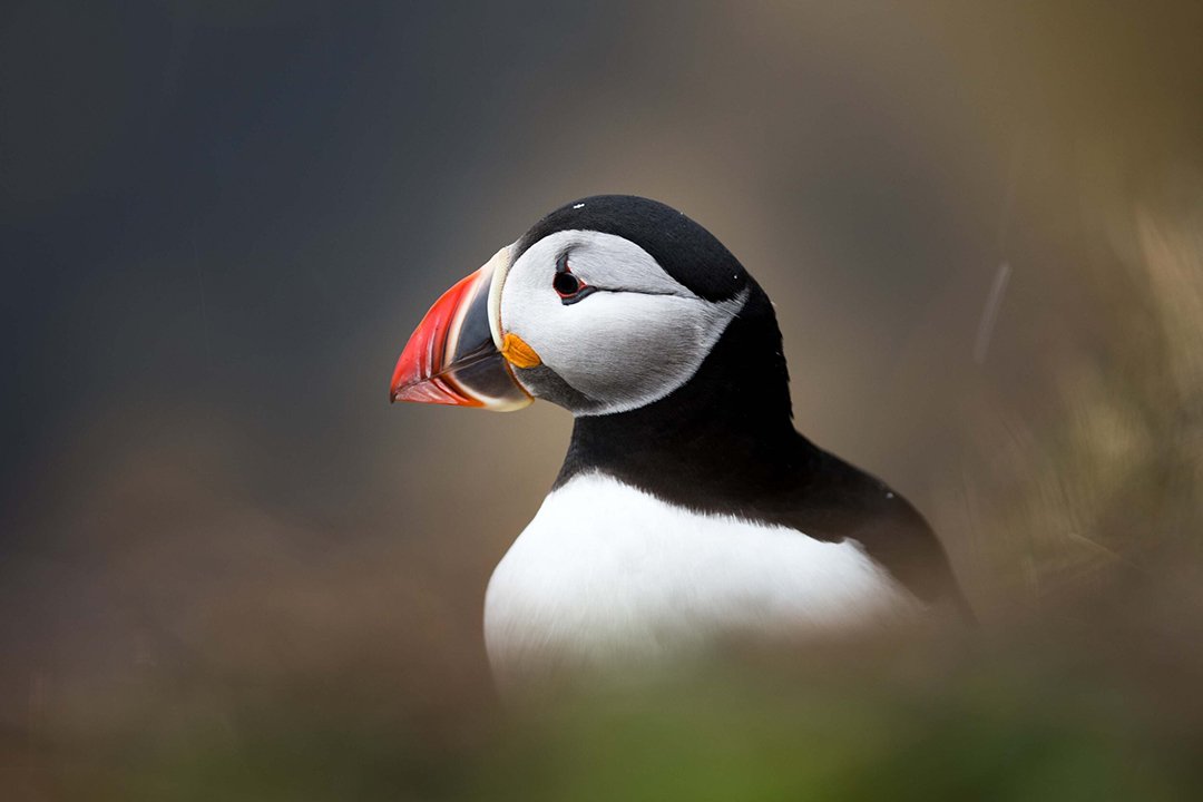 Iceland-Puffin(web).jpg