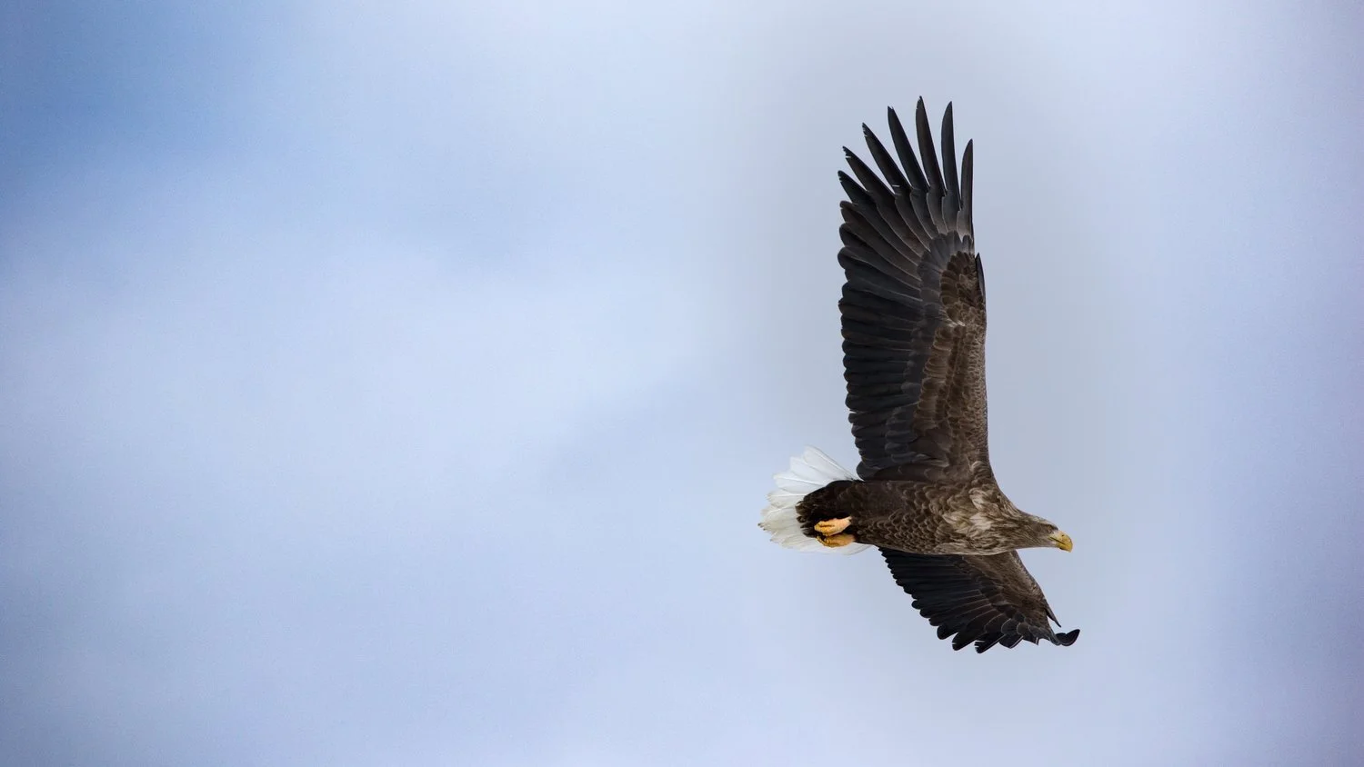Japan-Eagle(Web).jpg