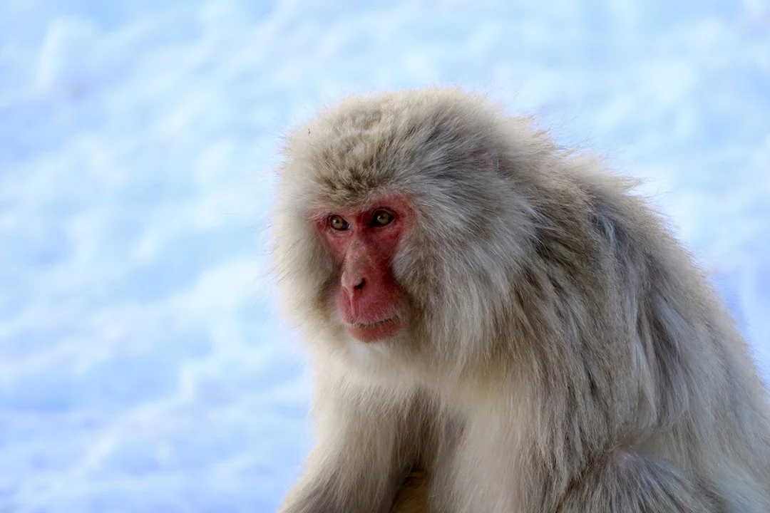 Japan-Monkey(Web).jpg
