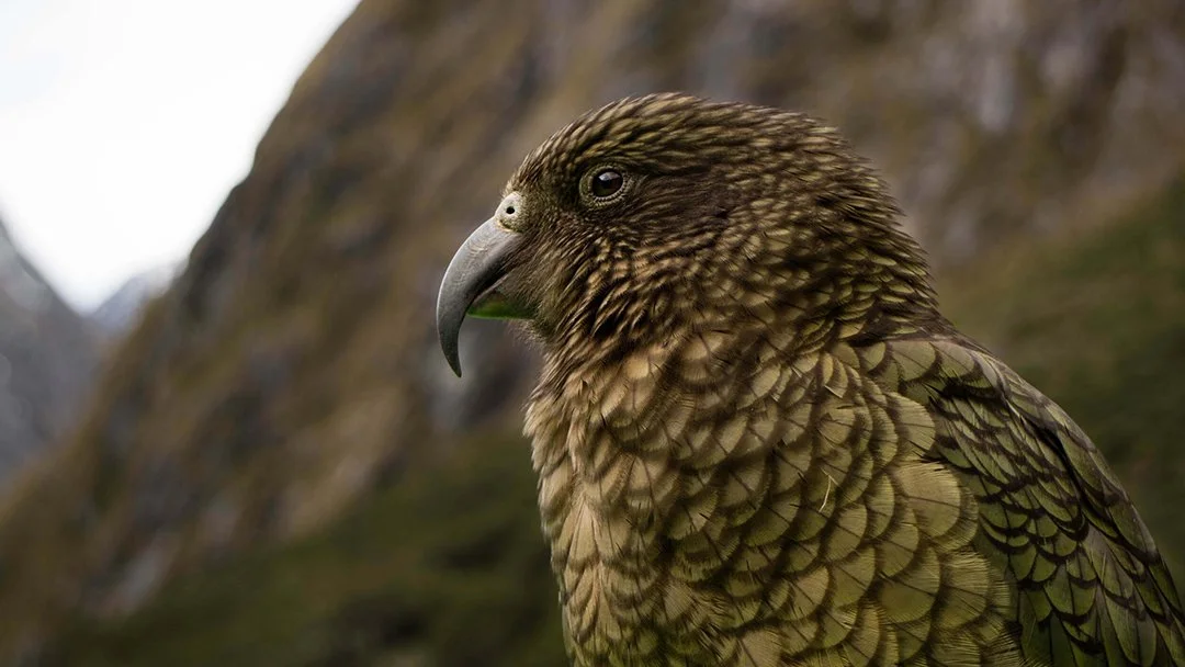 NZ-Kea(Web).jpg