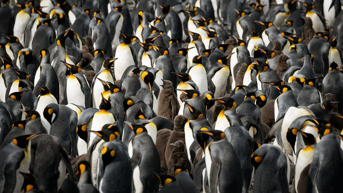 SouthGeorgia-KingPenguins(Web).jpg