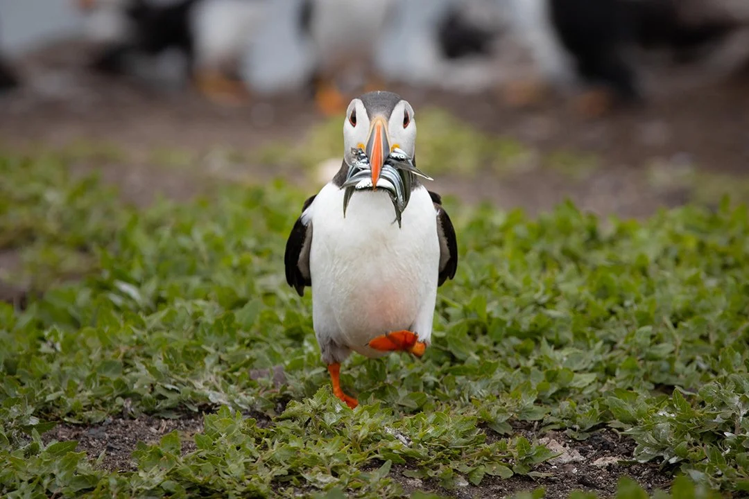 UK-Puffin(Web).jpg