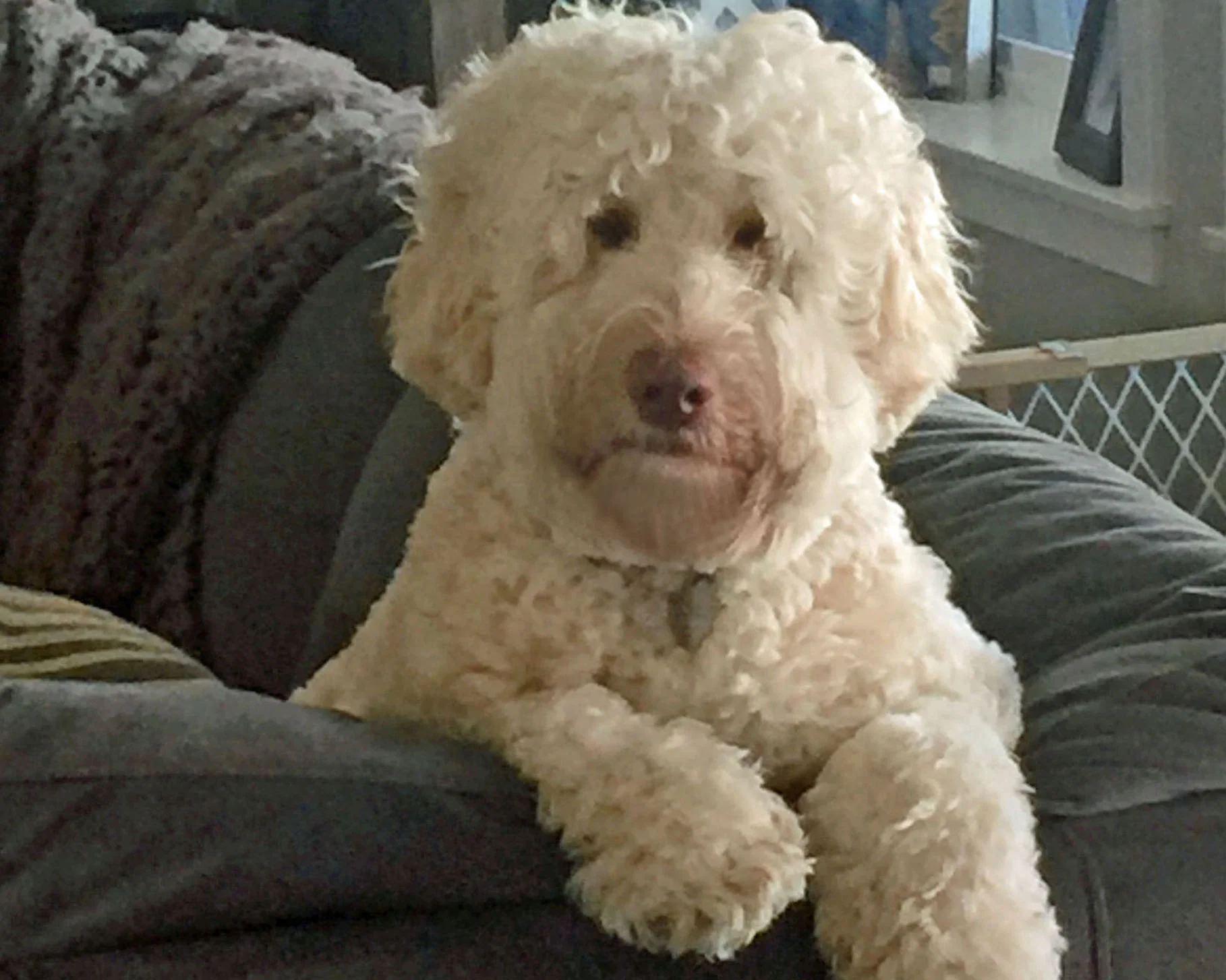 Australian Labradoodle Breeding Dog