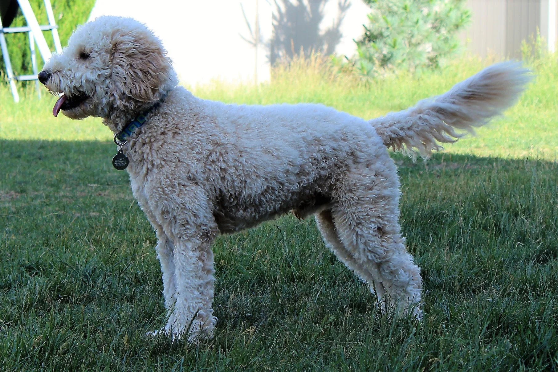 PD side view.jpg