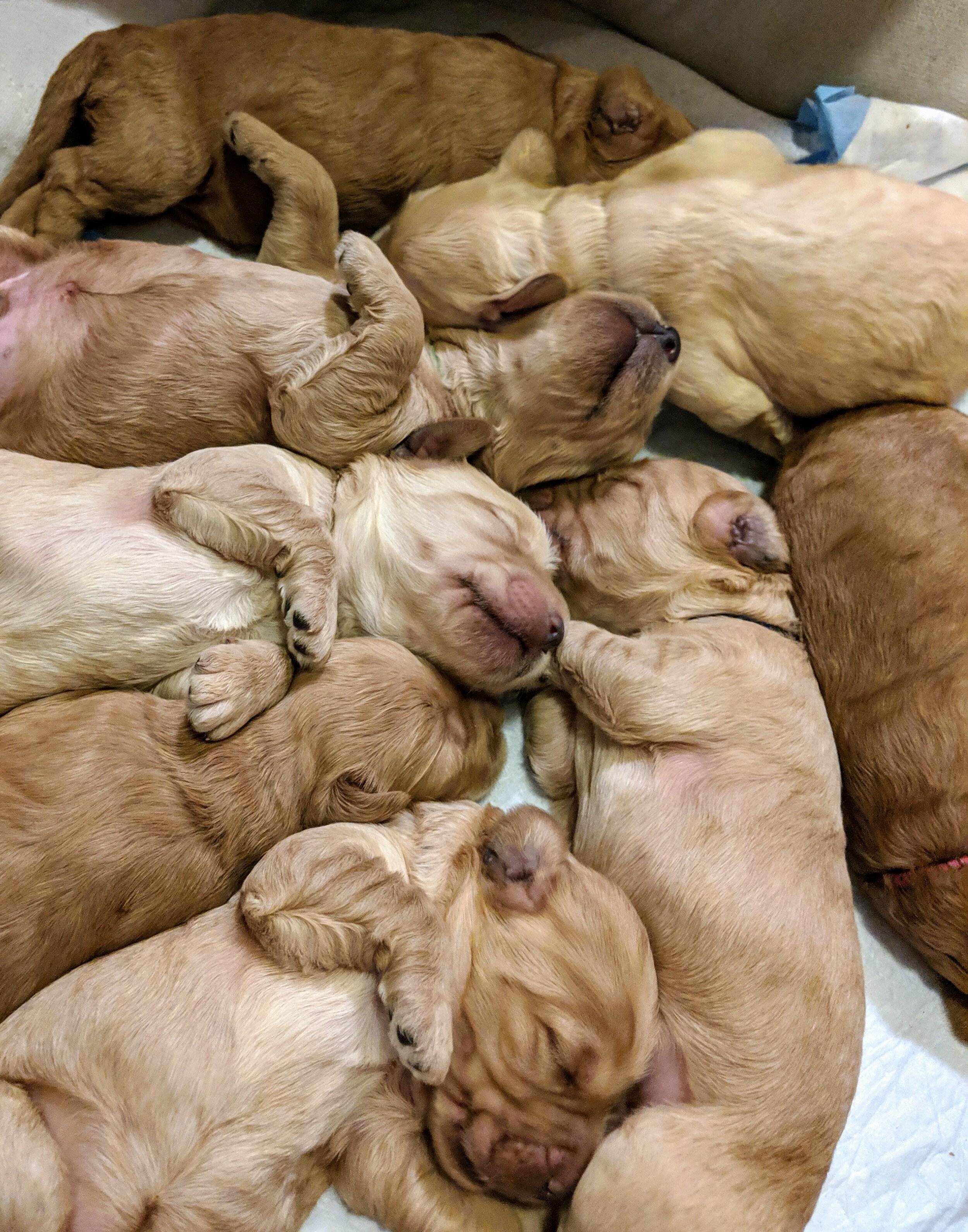 sleepy pups.jpg